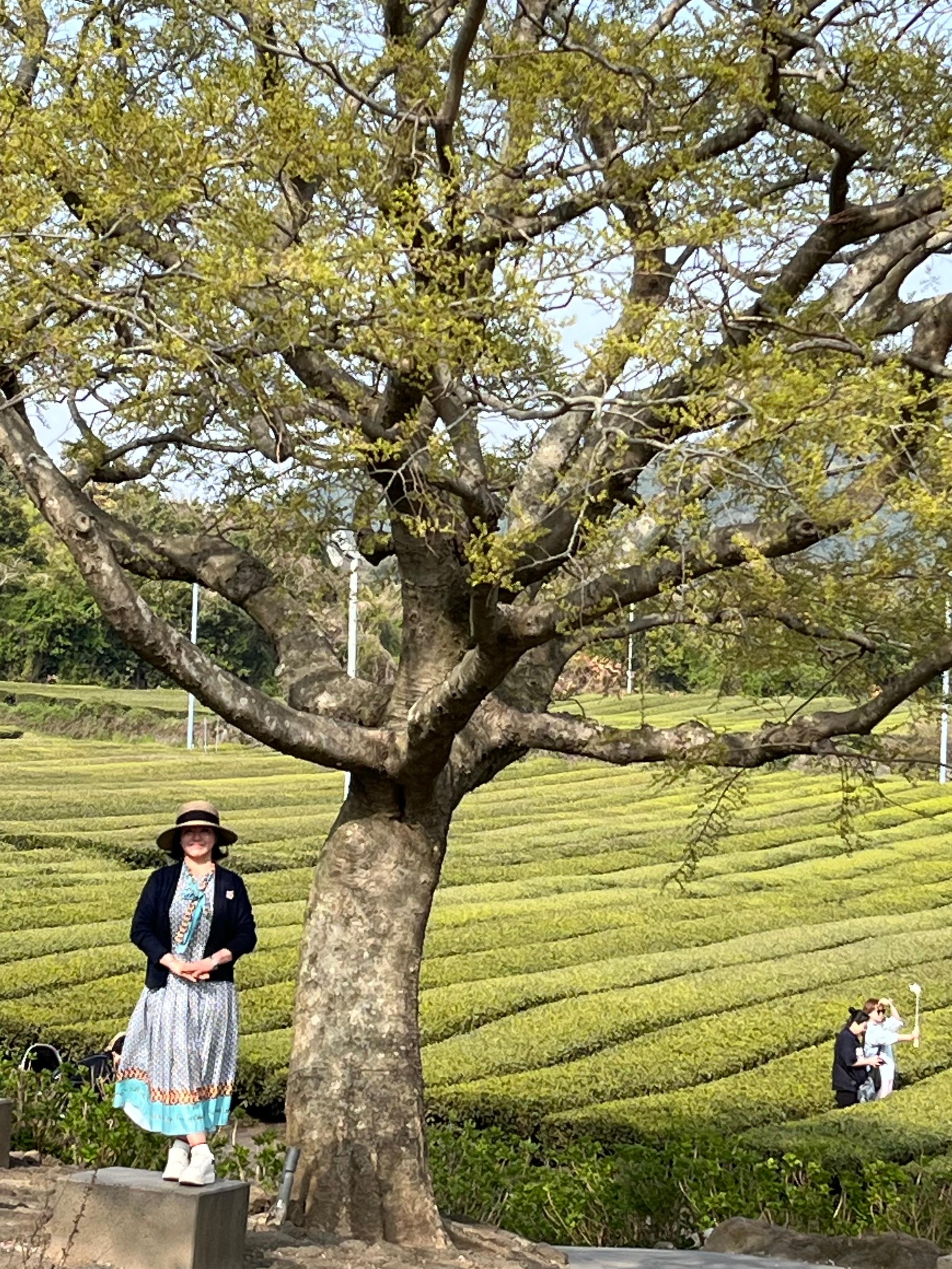 김영희 호스트