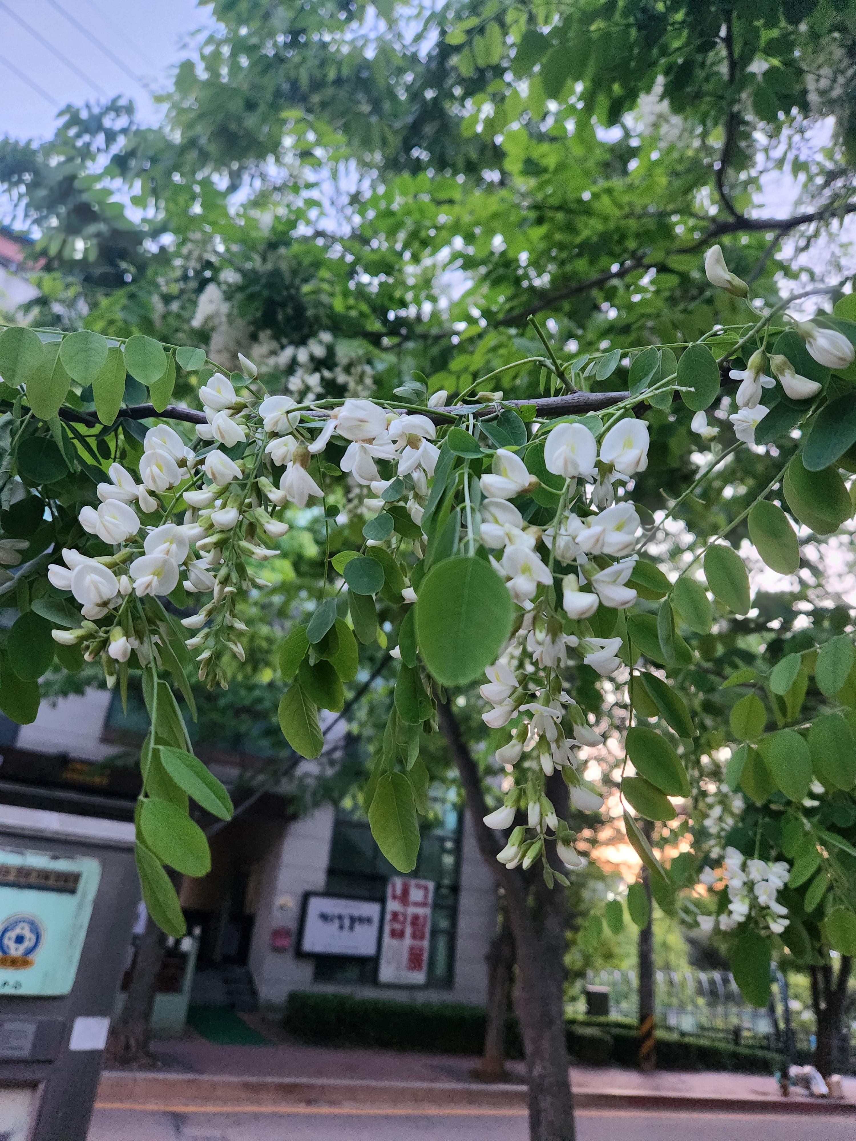 이미진 호스트