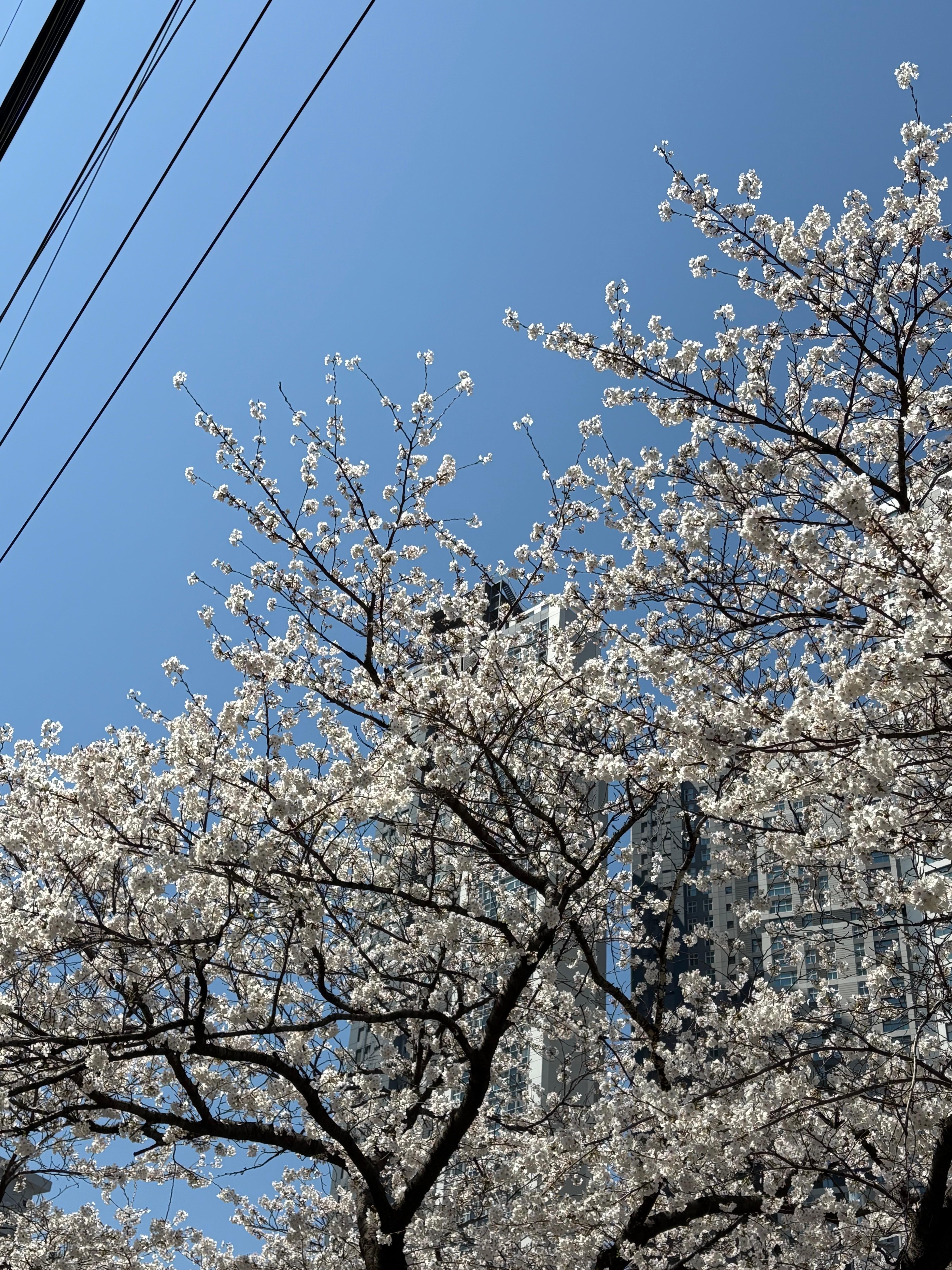 명륜역 3분 풀옵션 사진 5