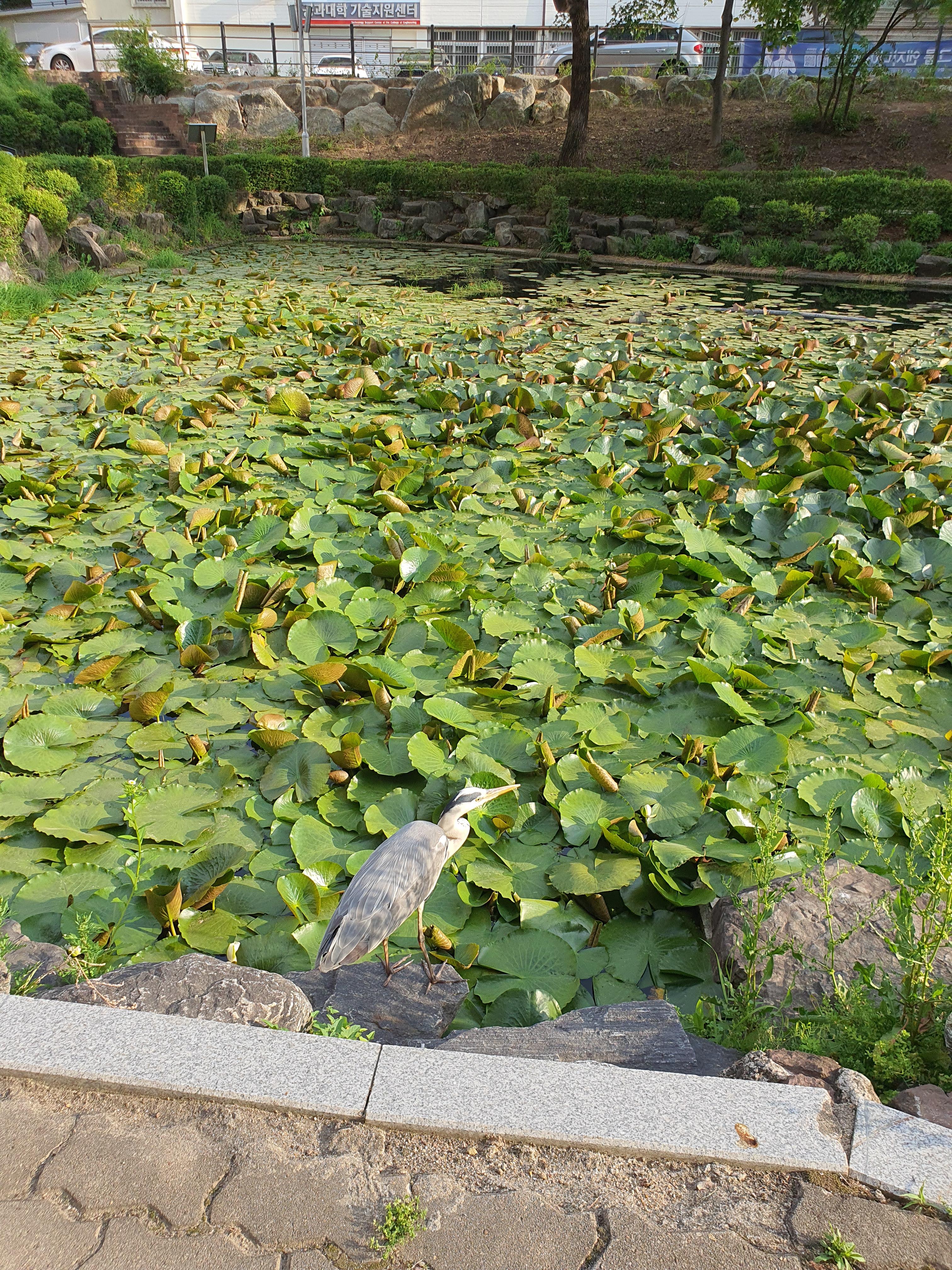 정영옥  호스트
