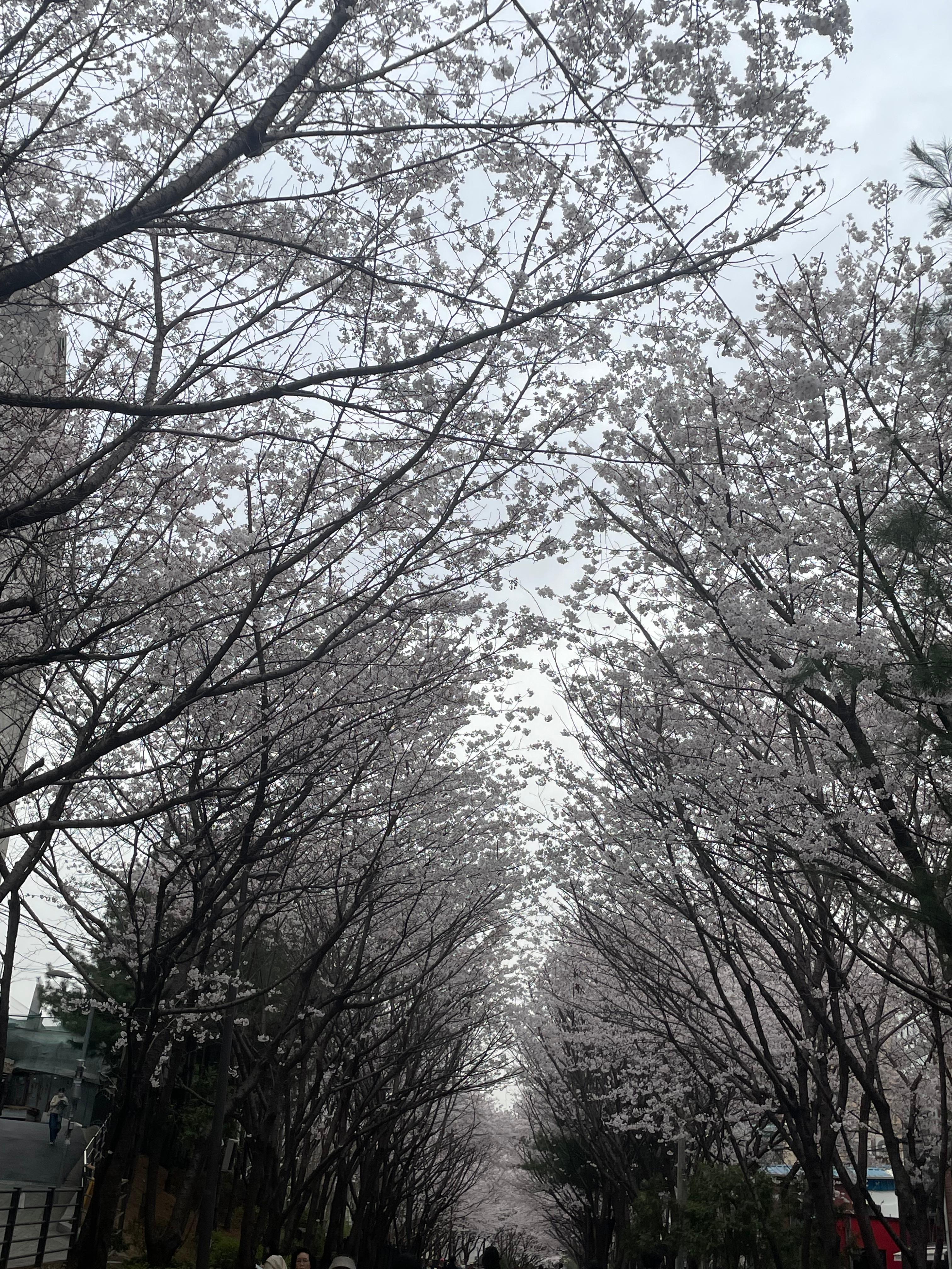 최서윤 호스트