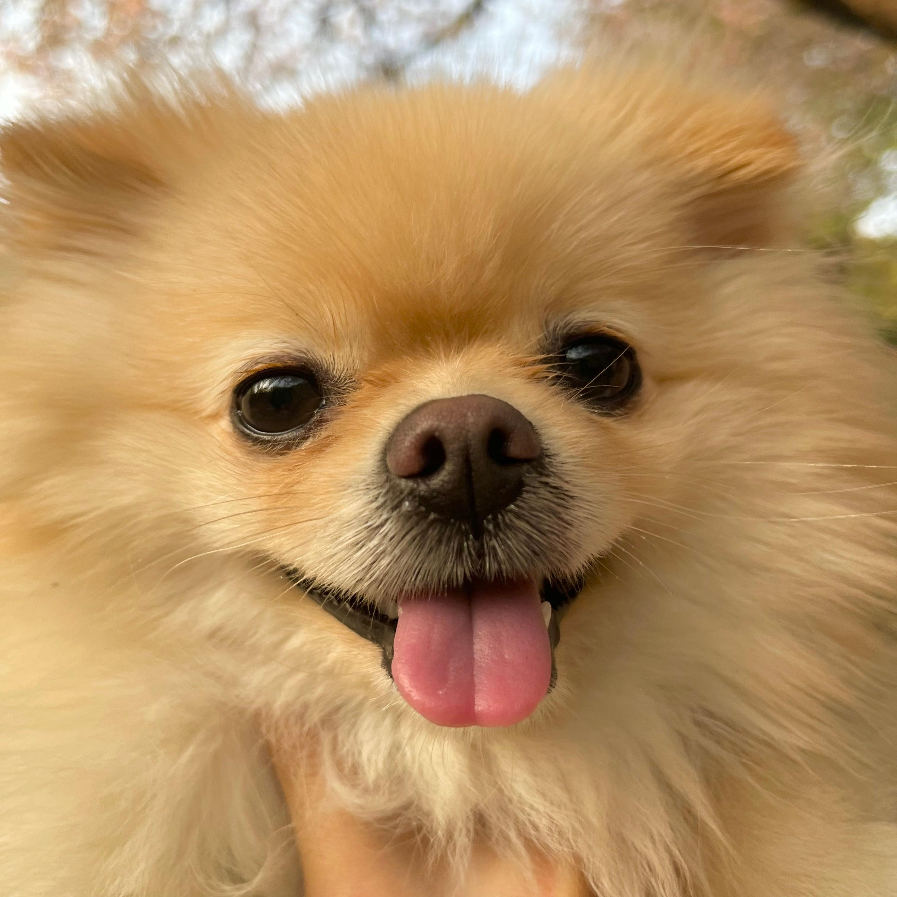 쪼옹 호스트
