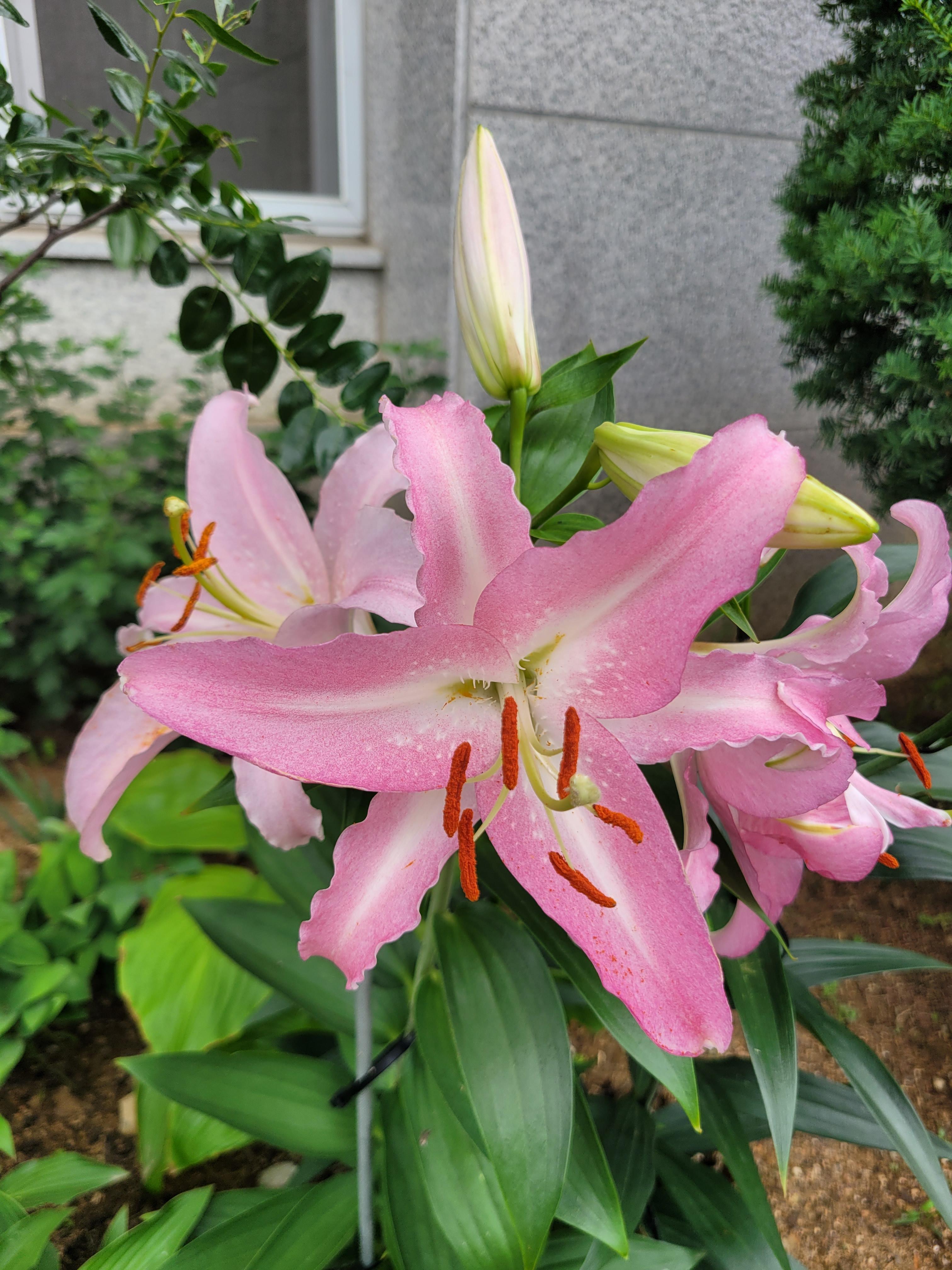 최미라 호스트