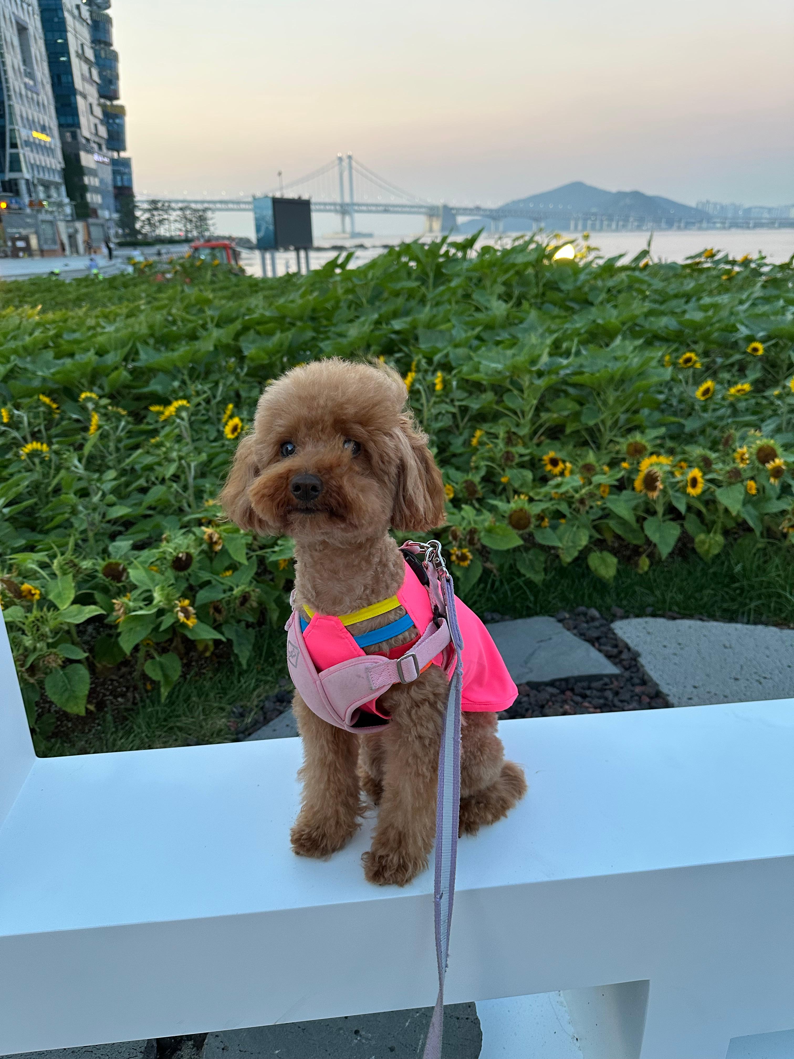 이유미 호스트