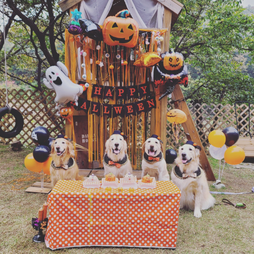 용인시청 차량 10분 프라이빗 독채  사진 5