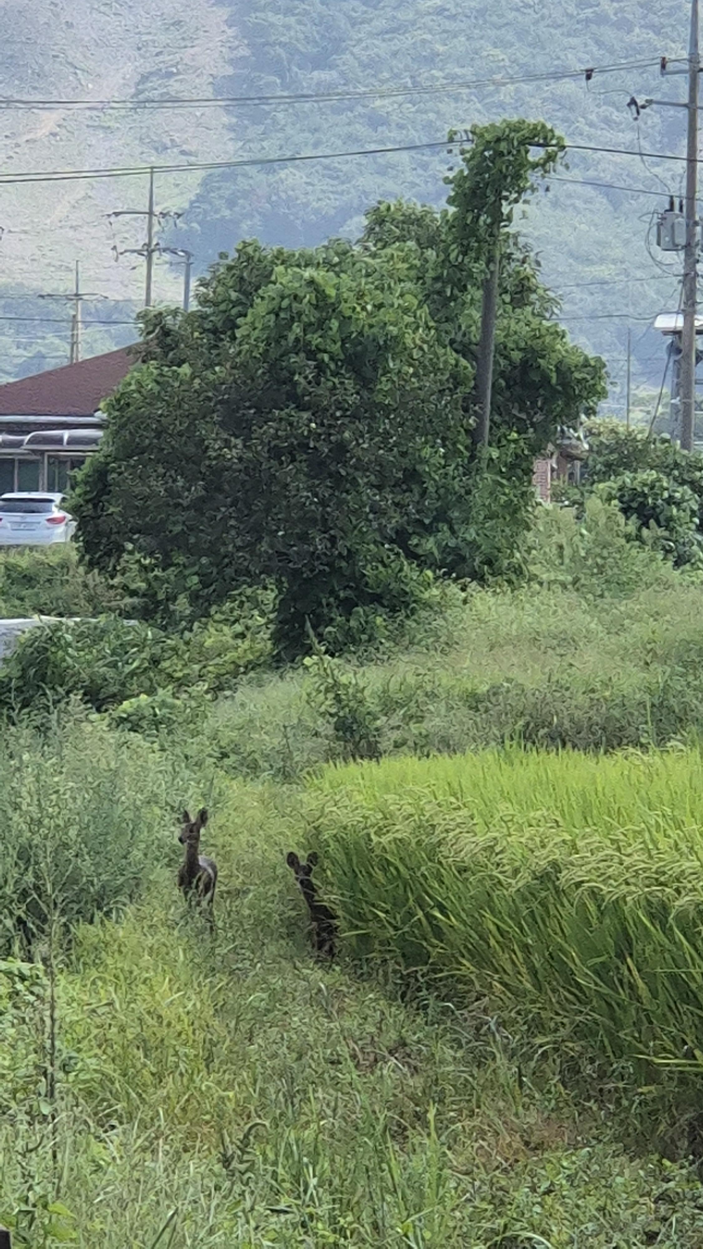 초쿠맘 호스트