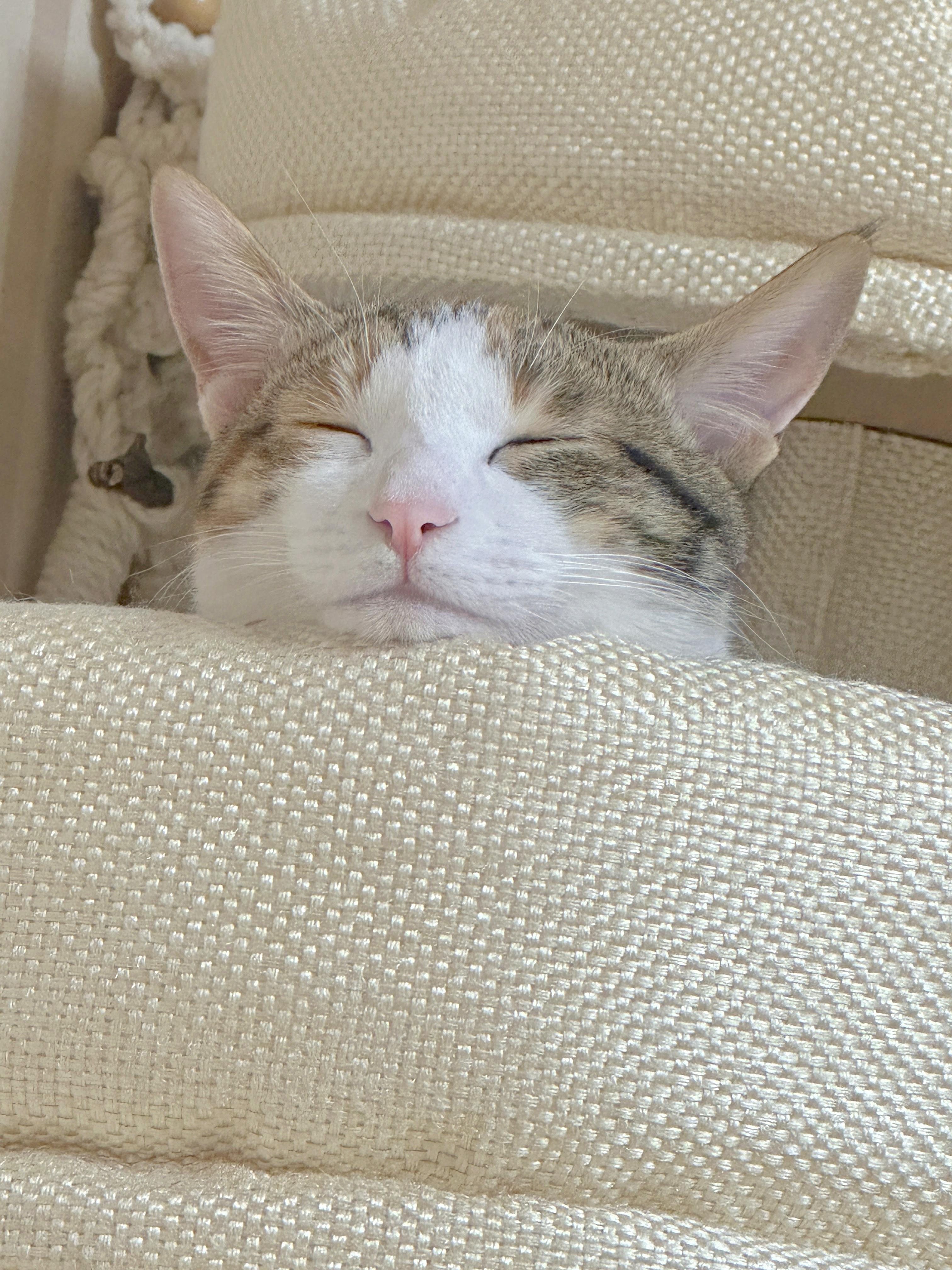 앙유키 호스트