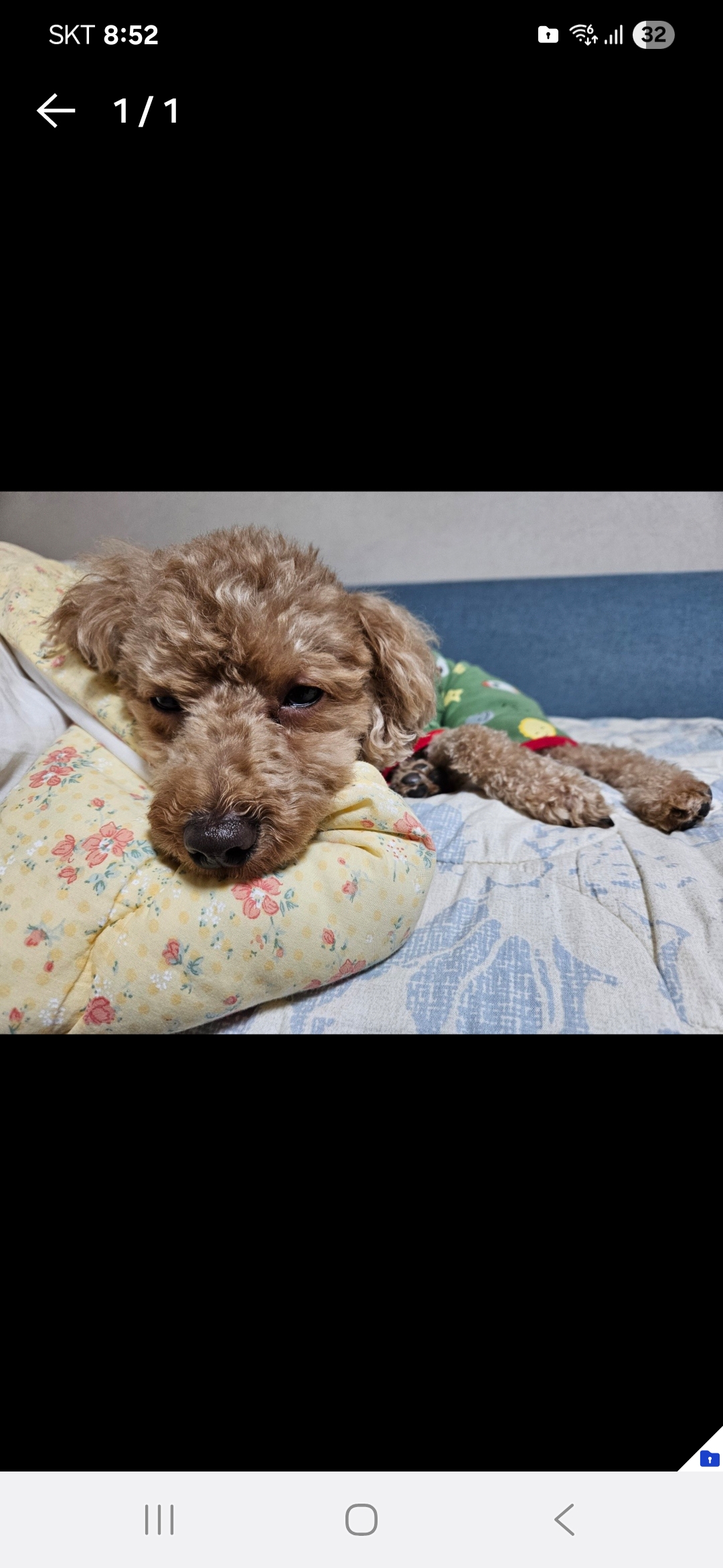 장일용 호스트