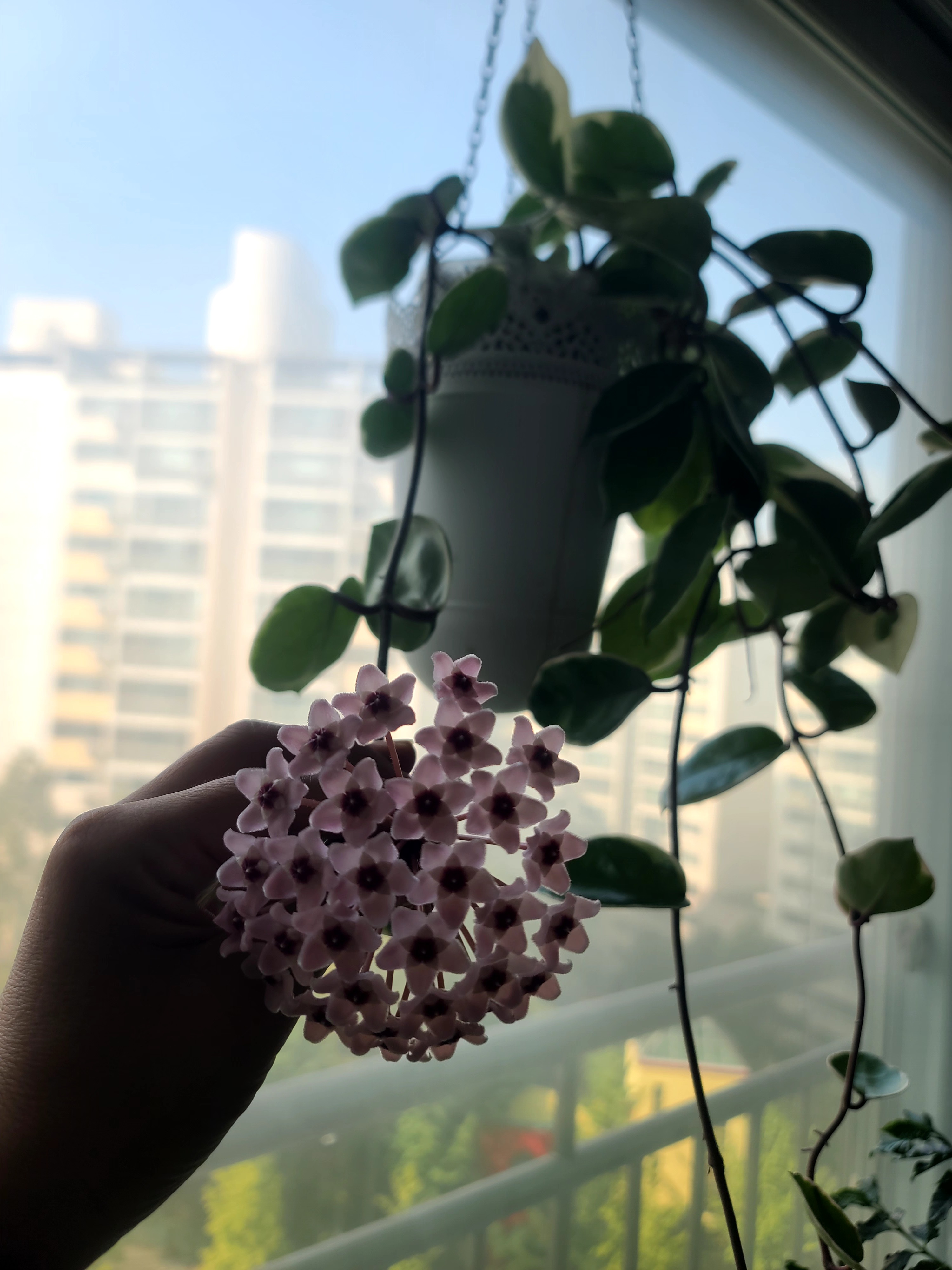 주엘 호스트