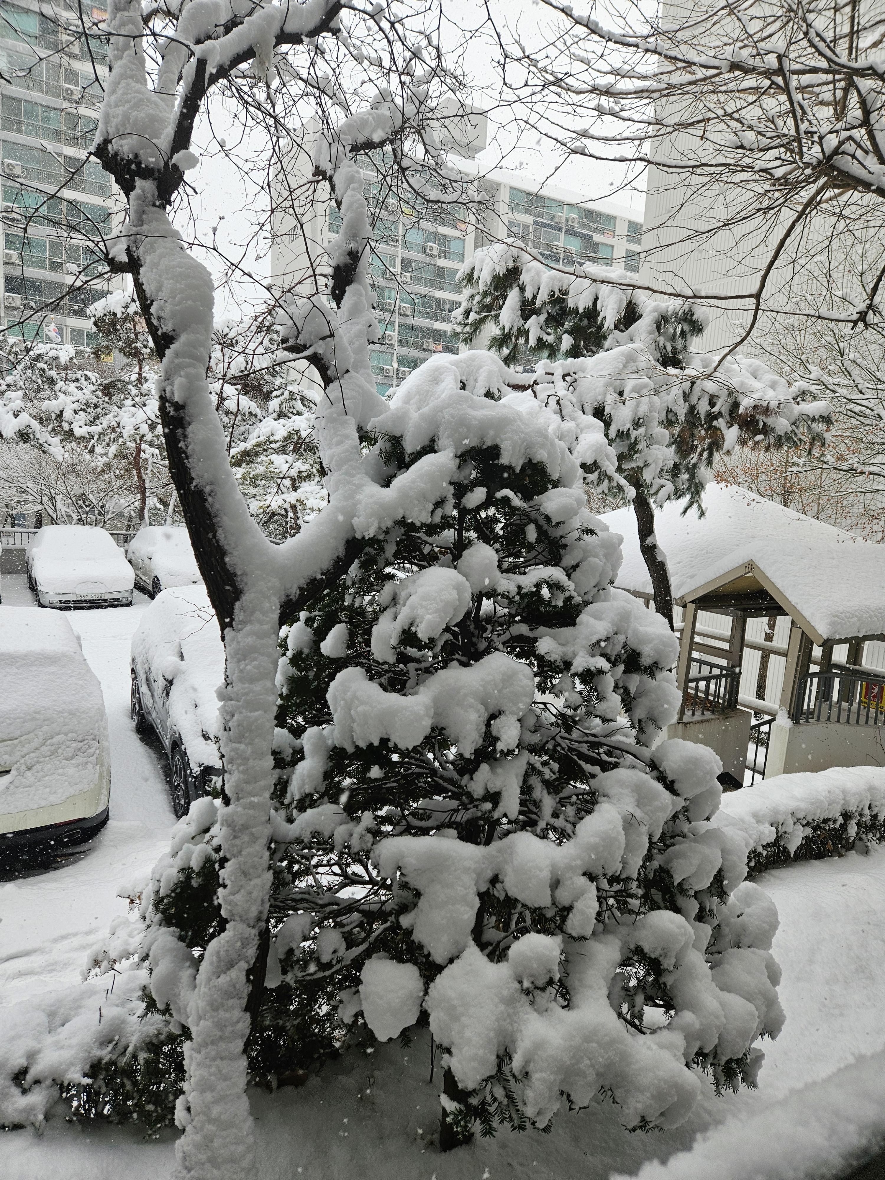 머리님 호스트