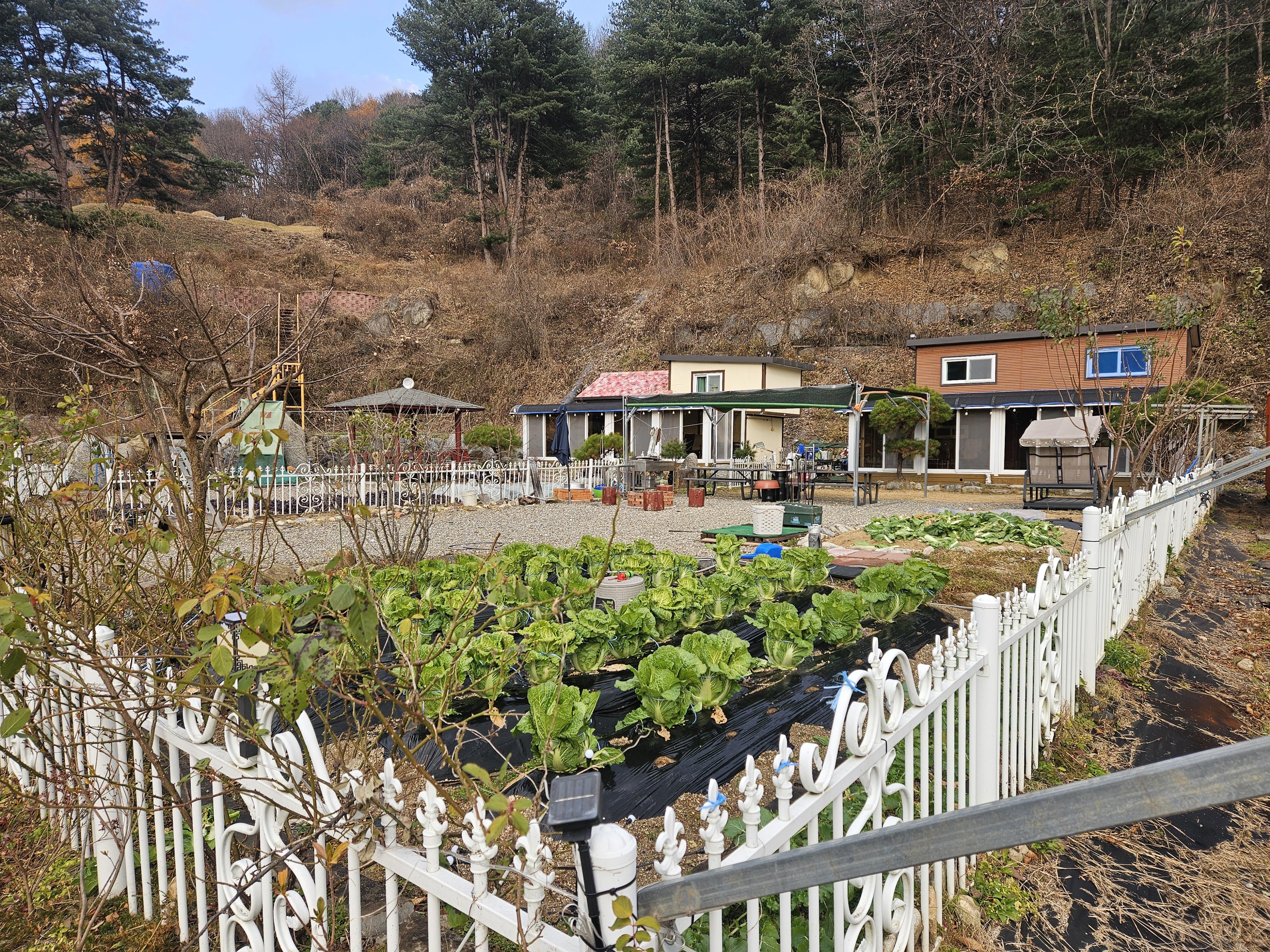 이영학 호스트