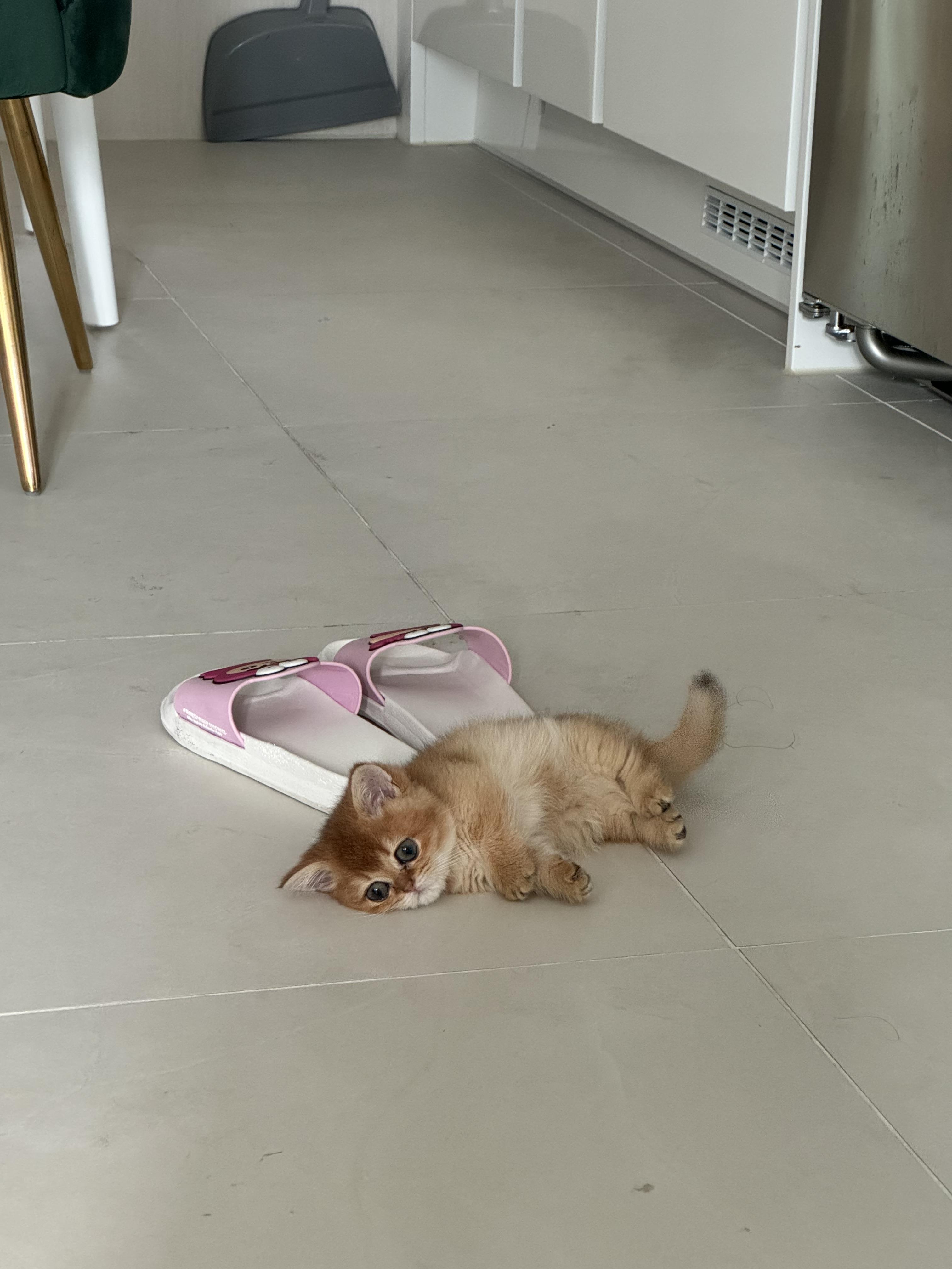 윤송이 호스트