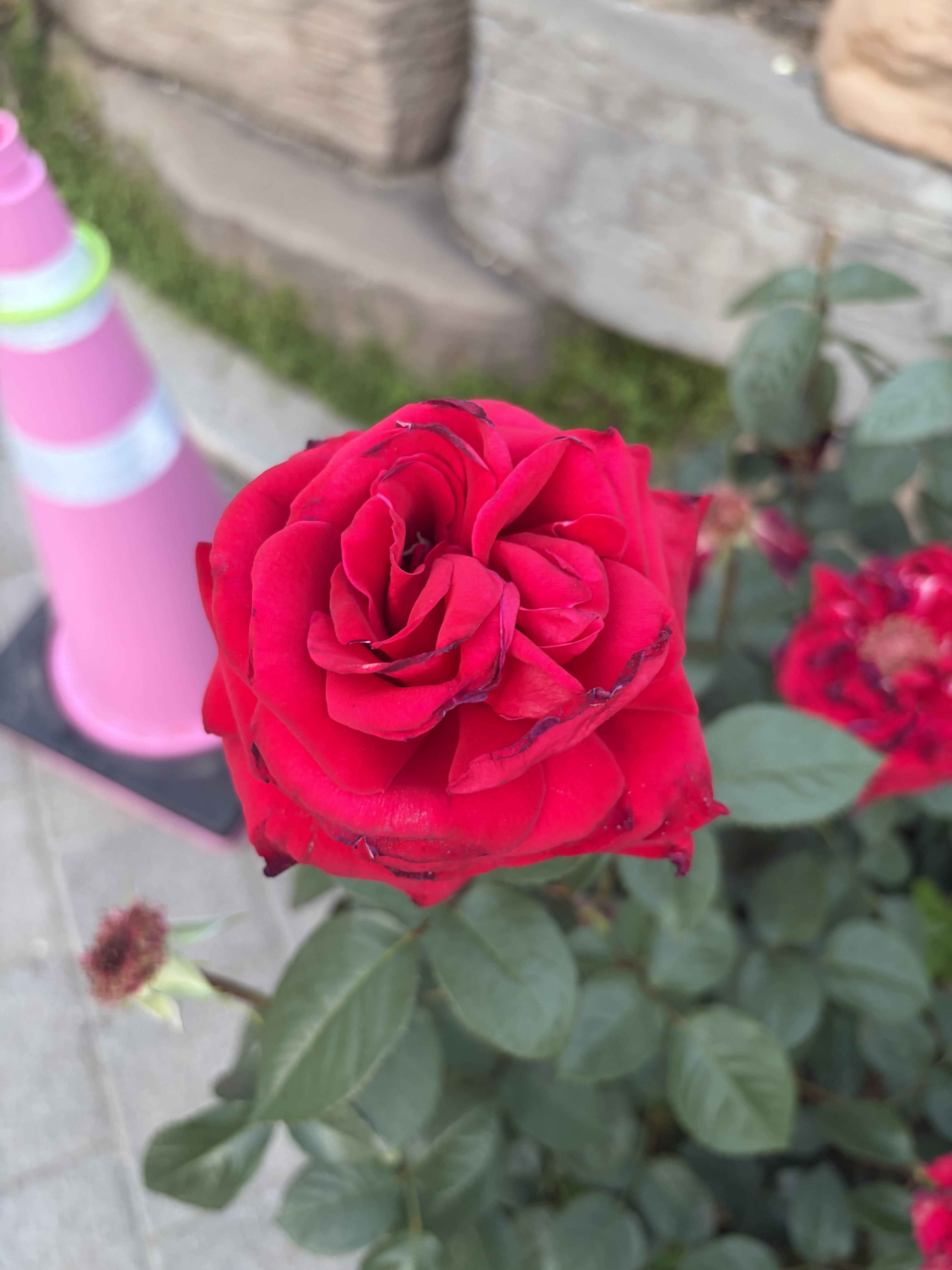 쥬쥬 호스트