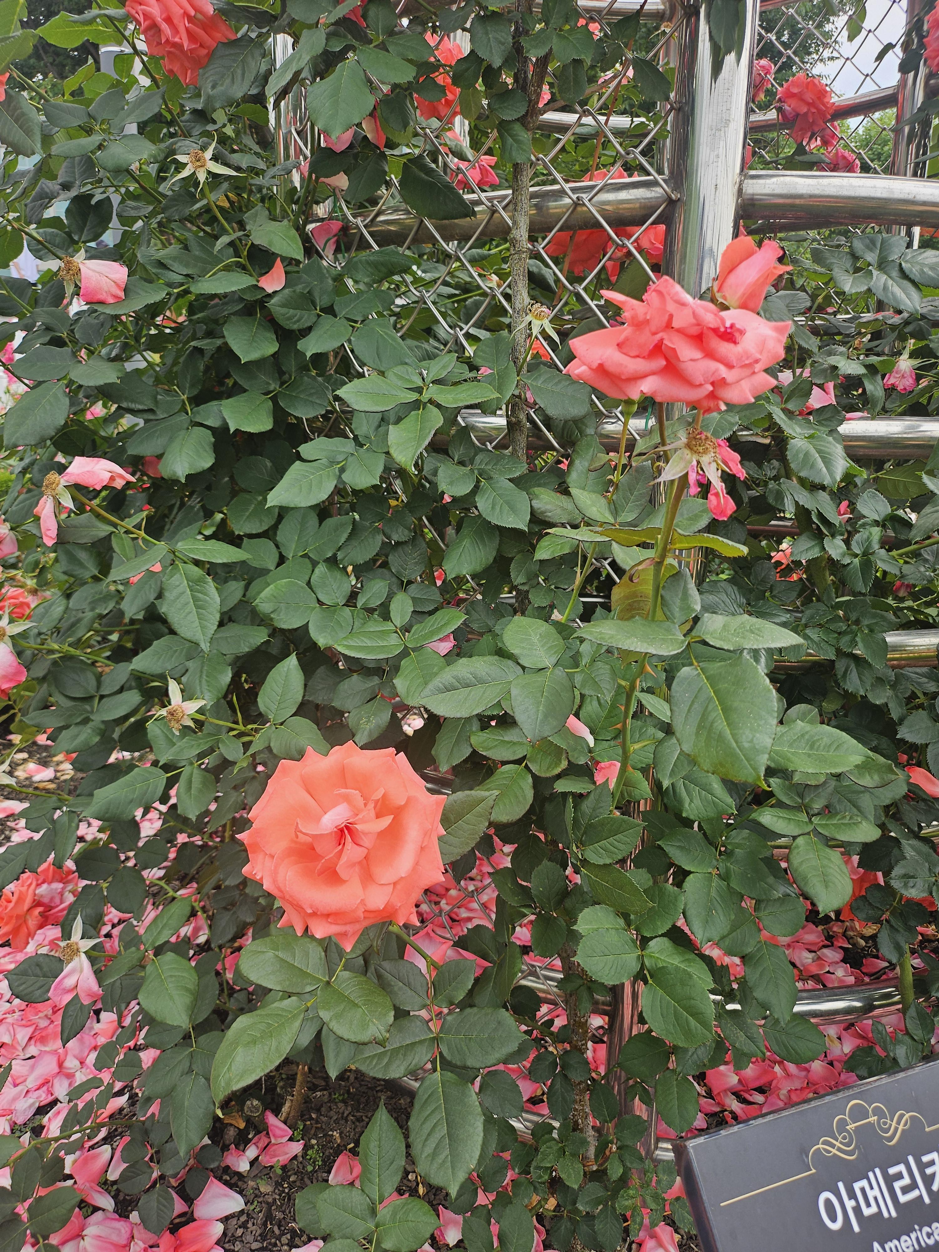 김현명 호스트