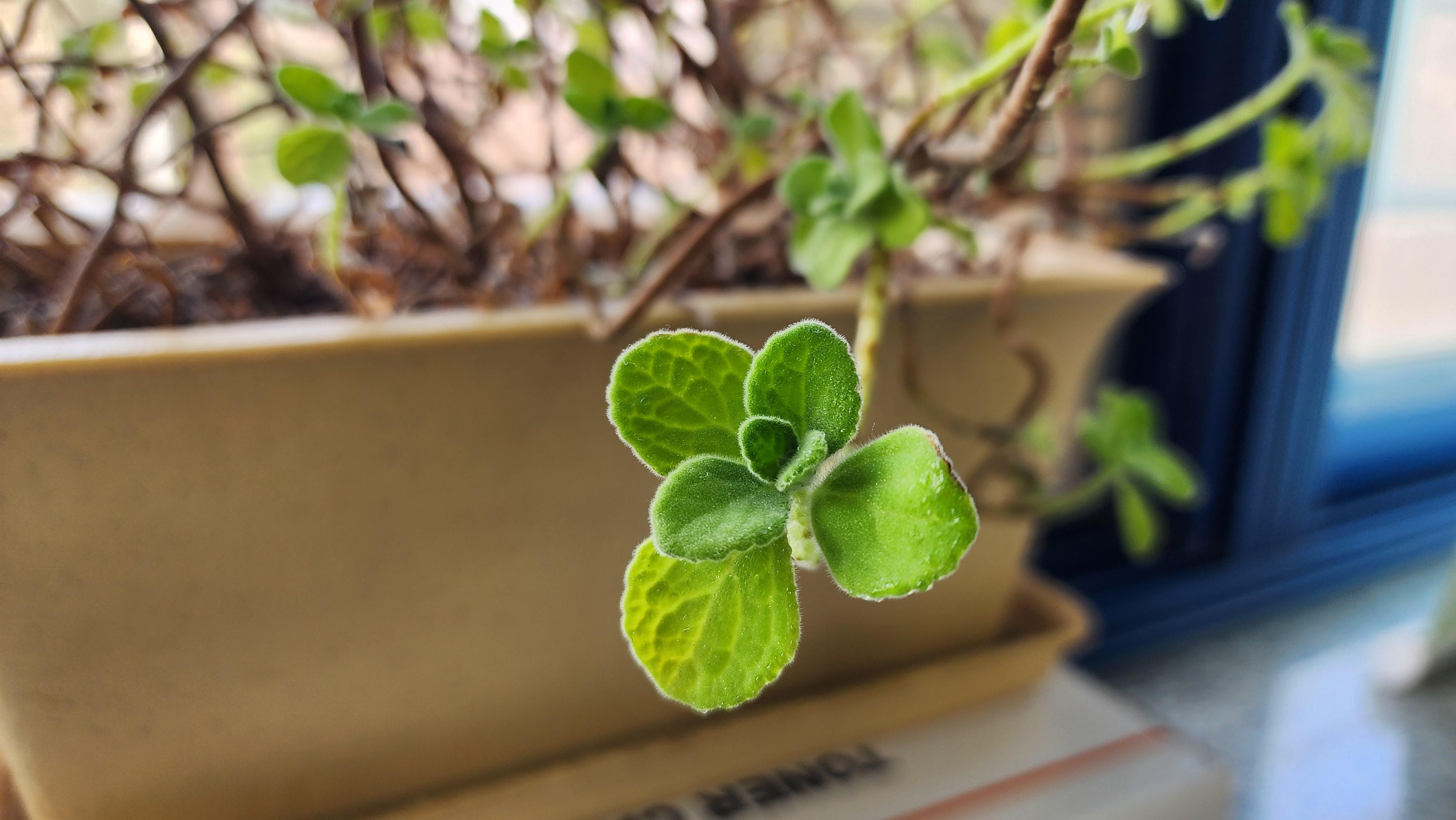 정목수 호스트